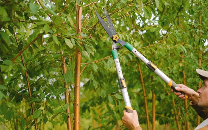 Tree trimming in Ambrose, ND