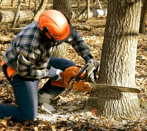 Tree Removal in Ambrose, ND